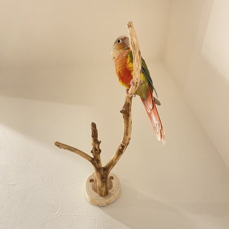ピノキオの鼻 ③