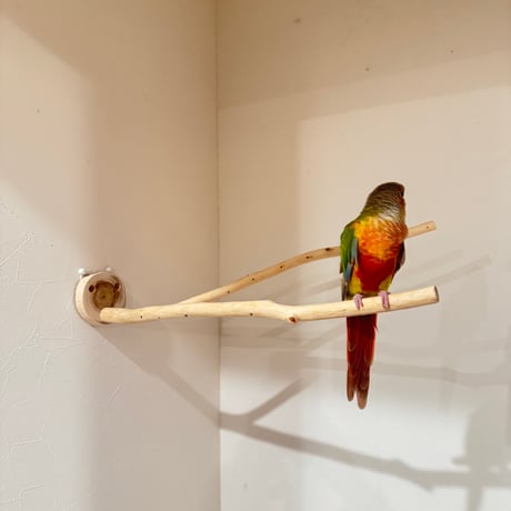 【N様専用】ピノキオの鼻 【インコ 止まり木 自然木】