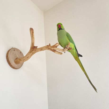 ピノキオの鼻 ⑥