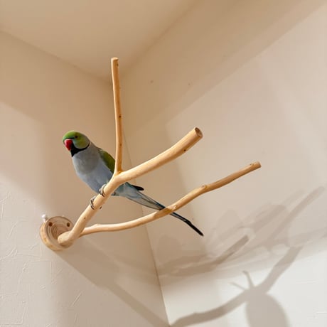 桧のピノキオの鼻 ③【インコ 自然木 止まり木 】