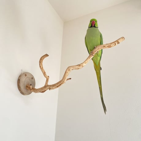 ピノキオの鼻 ⑤