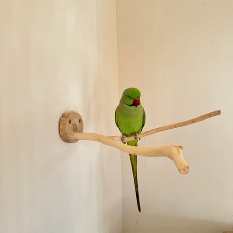 桧のピノキオの鼻①