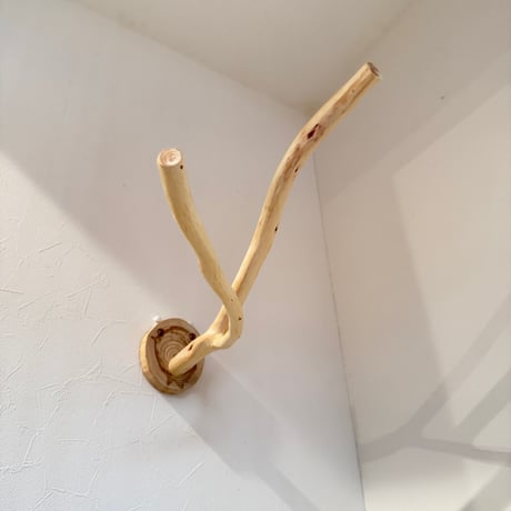 桧のピノキオの鼻①
