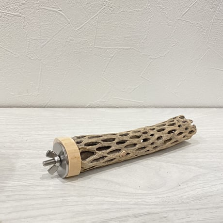 カクタスパーチ⑪ 極小直径約2-3cm/15cm