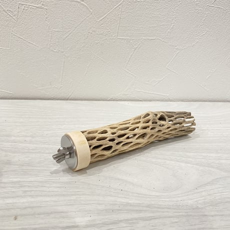カクタスパーチ⑬ 極小直径約2-3cm/13.5cm