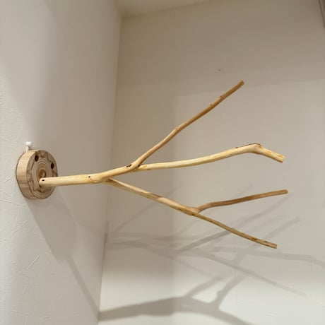 桧のピノキオの鼻 ③