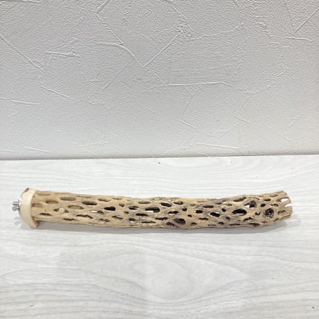 カクタスパーチ極小③　直径約2~3cm 長さ20cm
