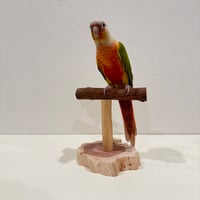 ツタのスタンドパーチ① 【体重測定 クリッカートレーニング 自然木 止まり木】