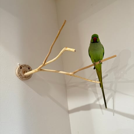 桧のピノキオの鼻 ③
