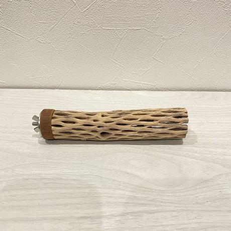 カクタスパーチ② 極小直径2-3cm/14.5cm