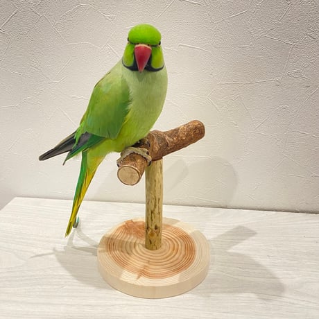 自然木(ツタ)のスタンドパーチ⑤   パーチ長さ16cm／高さ約16.5cm