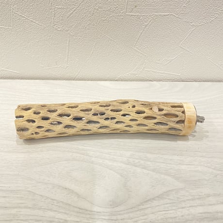カクタスパーチ③ 極小直径2-3cm/16.5cm