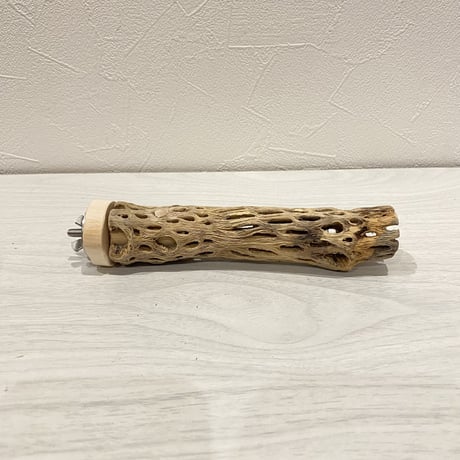 カクタスパーチ【2】極小 直径約2-3cm/15cm