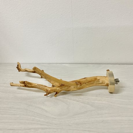 国産カイヅカイブキのパーチ
