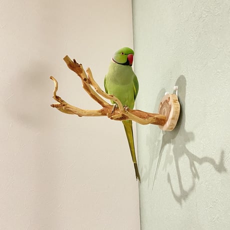 ピノキオの鼻 ⑧