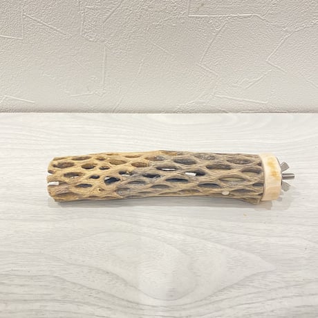 カクタスパーチ⑤ 極小直径2-3cm/15cm