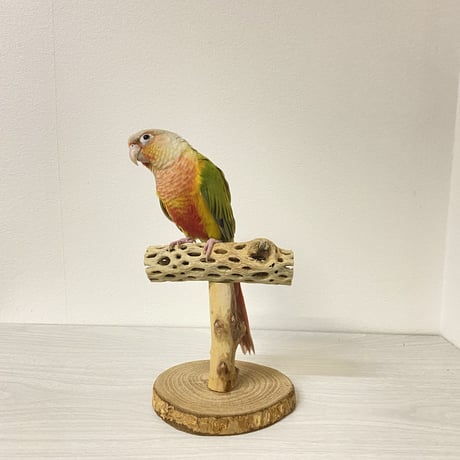 カクタスのスタンドパーチ④　パーチ長さ13.5cm／高さ14.5cm
