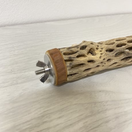 カクタスパーチ③ 極小サイズ 直径（約2-3cm）長さ/15cm