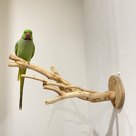 ピノキオの鼻 ② 貝塚伊吹