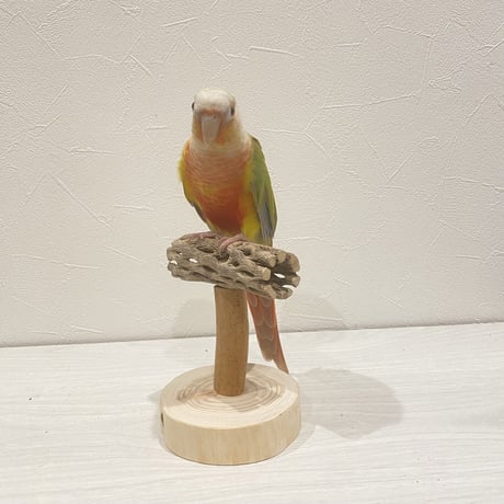 【体重測定用】カクタスのスタンドパーチ⑥　パーチ長さ10cm／高さ約10cm