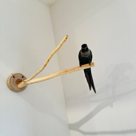 桧のピノキオの鼻 ⑪