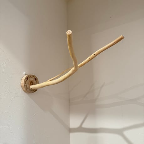 桧のピノキオの鼻 ②