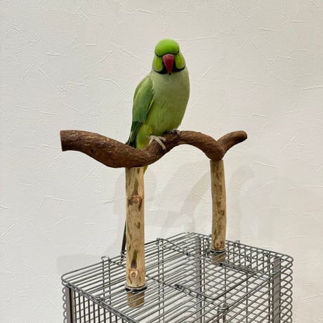 使い方いろいろ 屋上ツタパーチ横35cm 高さ17~20cm
