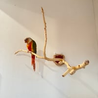 貝塚伊吹のピノキオの鼻 ⑤ 【自然木 止まり木 パーチ】