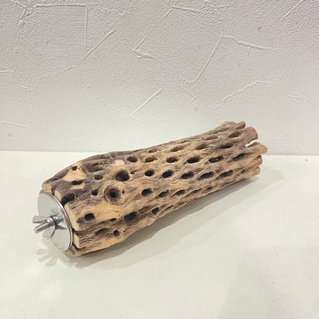 カクタスパーチ⑦ 直径約5.5cm/長さ19cm