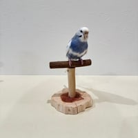 ツタのスタンドパーチ【体重測定用】①インコ・小鳥の健康管理に