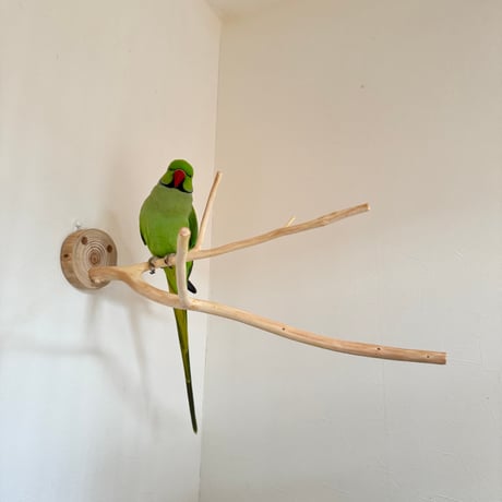 桧のピノキオの鼻④