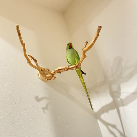 ピノキオの鼻 ⑦