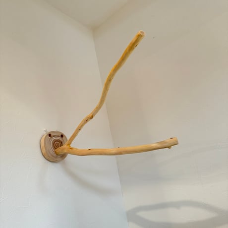 桧のピノキオの鼻 ②