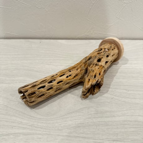 カクタスパーチ㉔　小3-4cm長さ16cm