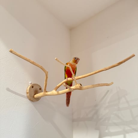 槇（マキ）のピノキオの鼻【自然木の止まり木 インコのおもちゃ】