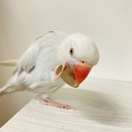 檜木のインコせんべい ガジガジおもちゃ 20〜24枚入り
