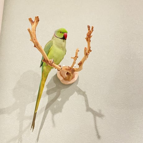 ピノキオの鼻 ⑩