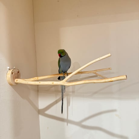 桧のピノキオの鼻 ④【インコ 自然木 止まり木 】
