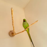 桧のピノキオの鼻 ⑥