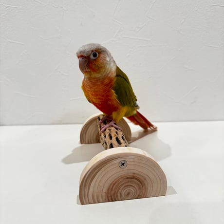 幼鳥・老鳥・介護サポート用　置き型カクタスパーチ① 全長16.5cm/カクタス長さ14cm