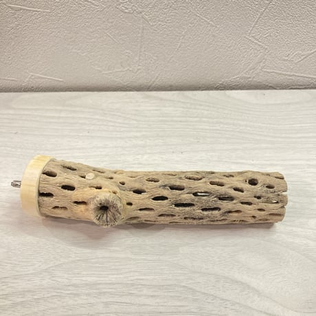 カクタスパーチF【F】 小 直径4cm前後 長さ15cm