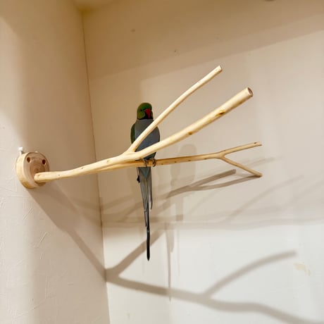 桧のピノキオの鼻 ④【インコ 自然木 止まり木 】