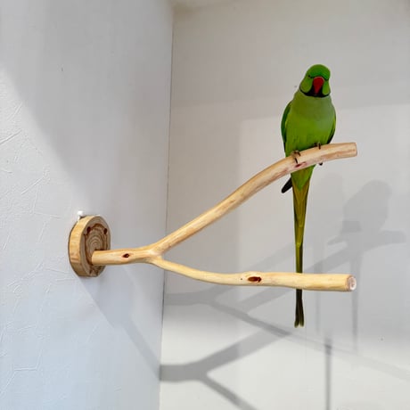 桧のピノキオの鼻②