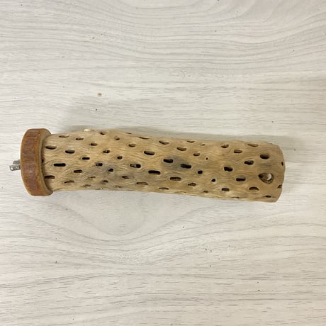 カクタスパーチ 極小サイズ② 直径（約2-3cm）長さ/15cm