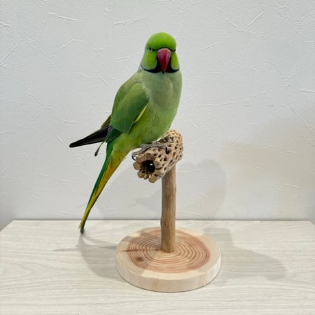 【体重測定用】カクタスのスタンドパーチ②　パーチ長さ16cm／高さ17cm