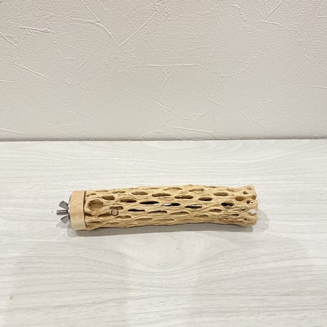 カクタスパーチ⑩ 極小サイズ直径3cm前後/15cm