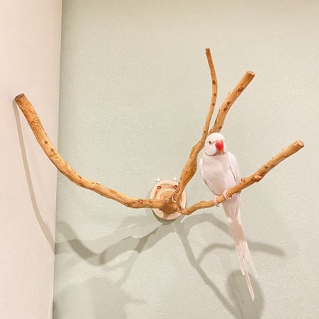 ピノキオの鼻 ②  中型から大型用