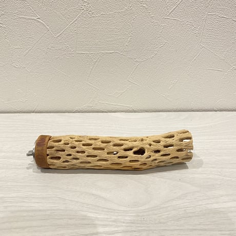 カクタスパーチ④ 極小直径2-3cm/15cm