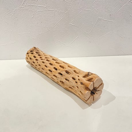 カクタスパーチ(V) 直径約5cm/長さ25cm