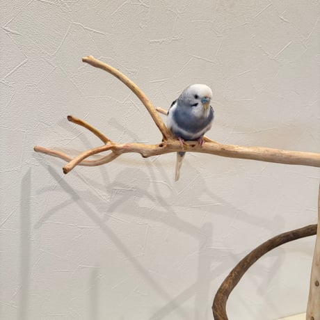 貝塚伊吹とツタのぐるぐるバードアスレチック 【自然木 とまり木 セキセイインコ・ウロコインコ】